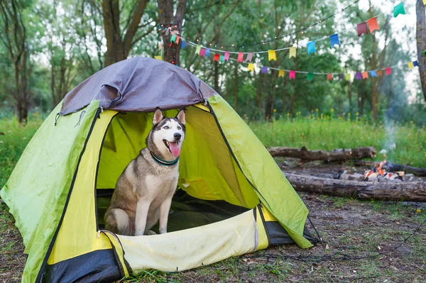 Husky dog sit in tent outdoors. Horizontal portrait