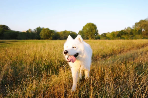 Perro Samoyedo Caminando Sobre Prado Durante Puesta Del Sol Perro —  Fotos de Stock