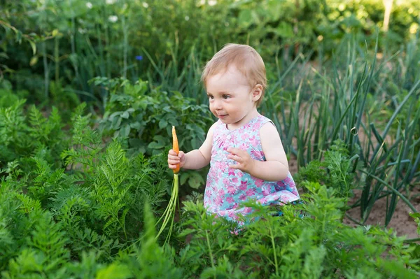 Una Niña Tiene Zanahorias Las Manos Delicioso Rico Vitaminas Zanahorias —  Fotos de Stock