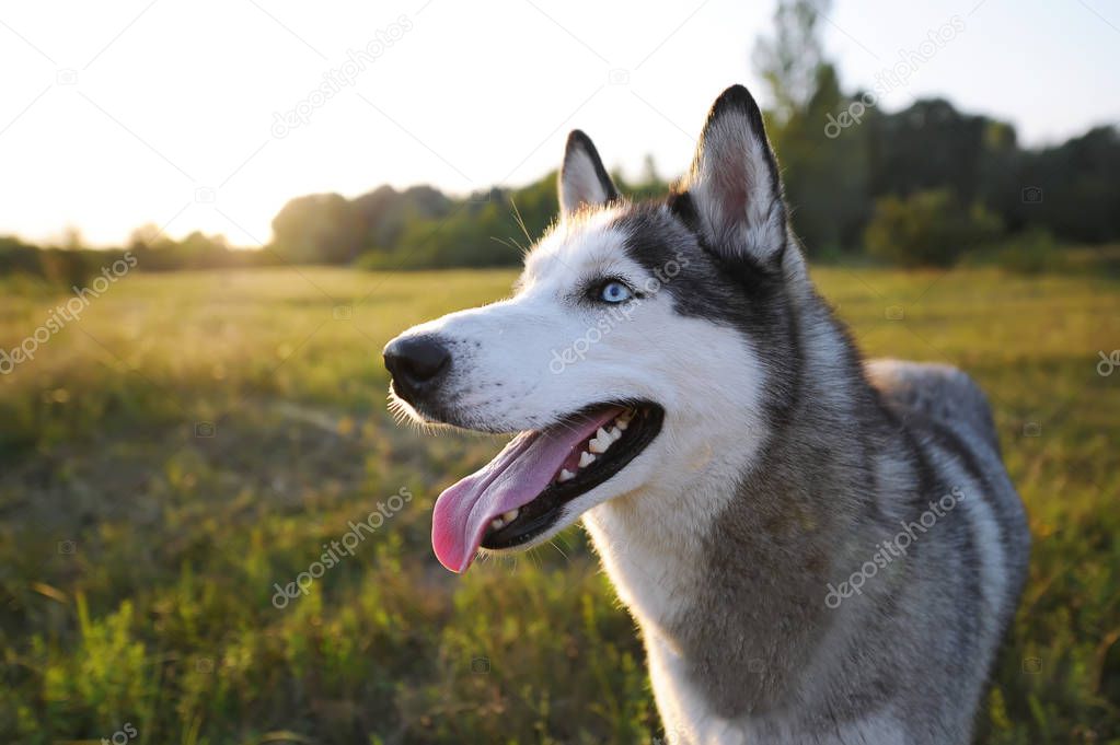 Husky dog walking over the meadow during the sunset. Closeup portrait