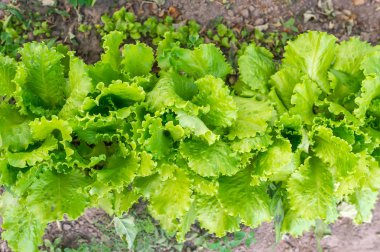 Salata bitkilerde sebze bahçesinde yer açın. Salata sebze bahçesi içinde büyüyen. Portre