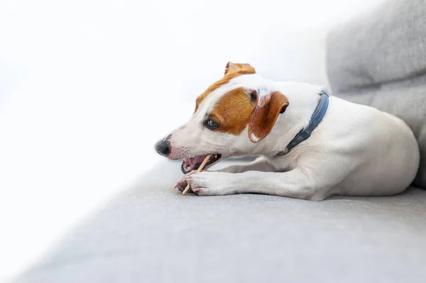 Pup Voor Een Jack Russell Spelen Met Kleine Stick Closeup — Stockfoto
