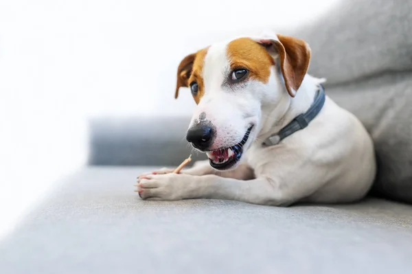Lindo Russell Terrier Encuentra Sofá Mordisquear Palo Retrato Primer Plano — Foto de Stock