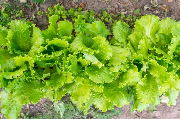 Salatpflanzen Freiland Gemüsegarten Salatanbau Nutzgarten Nahaufnahme — Stockfoto