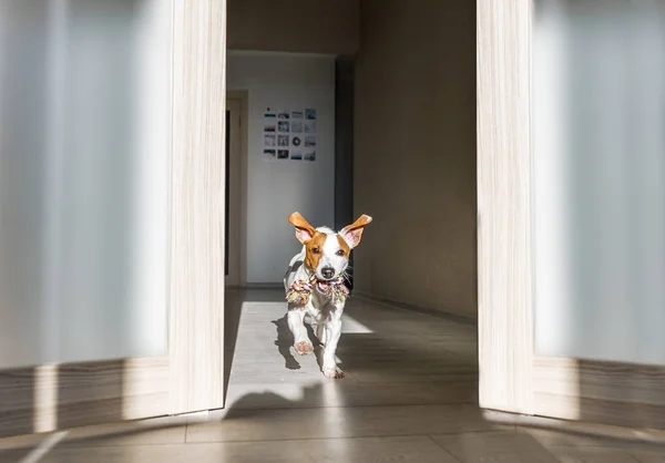 Köpek oyuncak evde çalışan ile. Köpek yavrusu jack russell terrier.