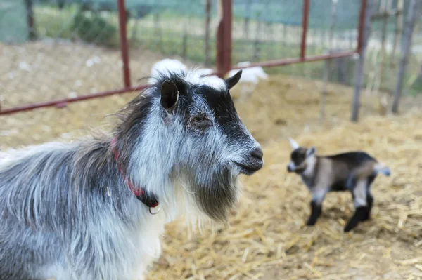 大きなヤギ農場と背景の上に小さな子供 — ストック写真