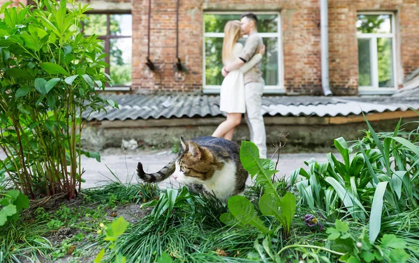 Şehir Bahçede Öpüşme Genç Çift Arka Planı Yeşil Çim Kedi — Stok fotoğraf
