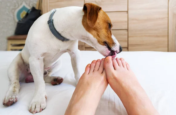 Yatakta onun ayak parmaklarını yalama onun köpek ile sahibi. 