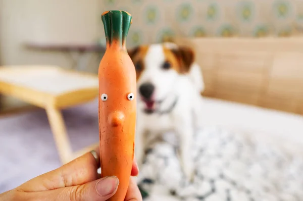 The dog plays with rubber carrot. Closeup. Selective focus in carrot