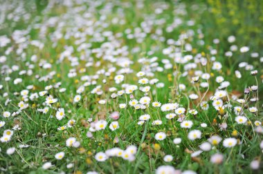 Beyaz papatya çiçeği ve yeşil çim yeşil mera yaz çayır-yatay fotoğraf portre çekim