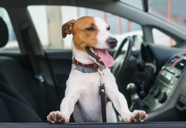 Şirin jack Russell terrier oturup arabada ön koltuk. Portre