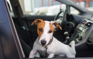 Genç jack russell terrier oturup bir araba koltuğu. Arabada büyüleyici korkunç.