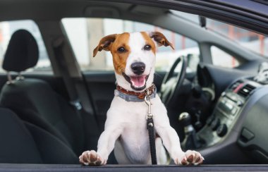 Sevimli köpek oturmak arabada ön koltuk. Portre