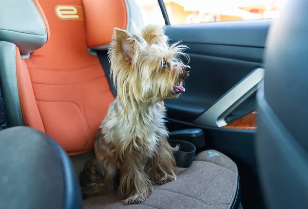 Cute yorkshire terrier in the car. Dog sit in a car seat.