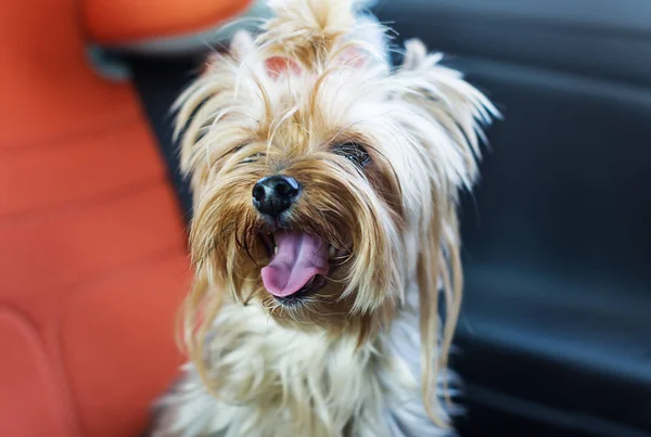 Cute dog with sticking out tongue sitting in a car seat.