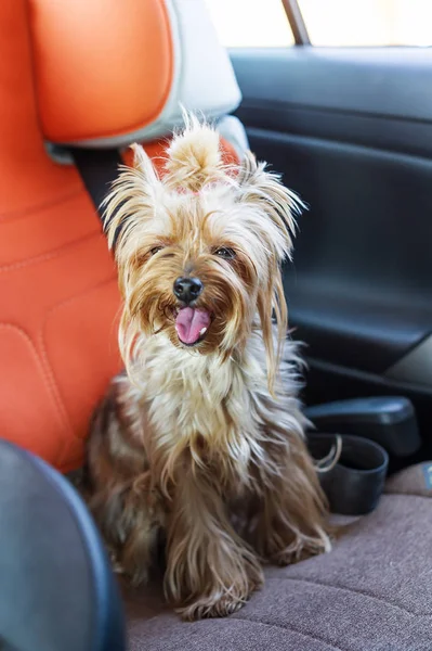 Cute yorkshire terrier in the car. Dog sit in a car seat. Vertical portrait