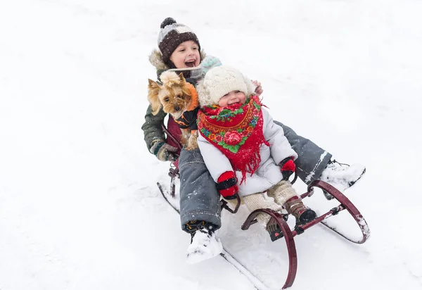 Happy Children Small Dog Ride Together Sled Snowdrift Clear Winter — Stock Photo, Image