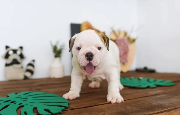 Funny english bulldog puppy stand on a wooden table at home. Closeup portrait