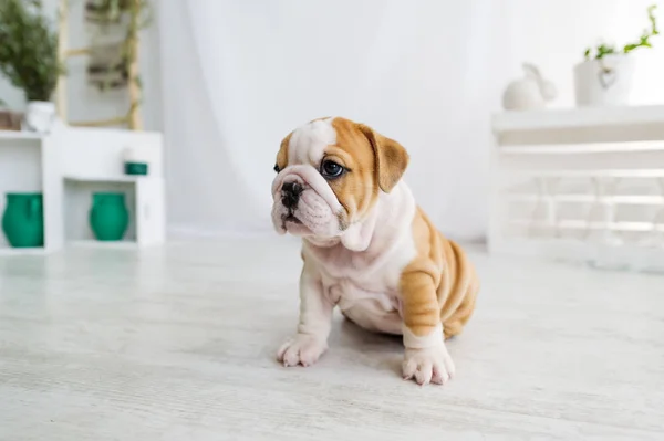 Funny english bulldog puppy sit on a floor at home. Closeup portrait