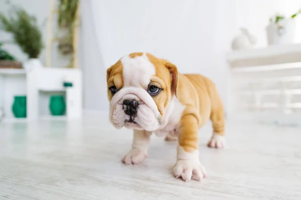 Funny english bulldog puppy stand on a floor at home. Closeup portrait