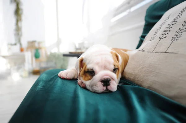 English Bulldog Pyppy Lying Sofa Home Dog Portrait Copy Space — Stock Photo, Image