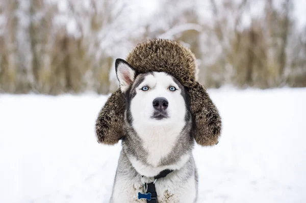Der Lustige Husky Hund Trägt Einen Warmen Hut Nahaufnahme Porträt — Stockfoto