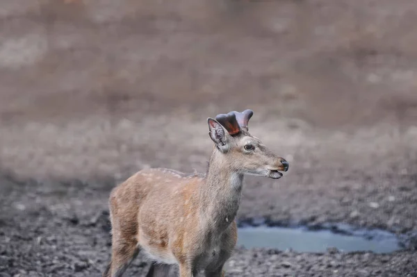 Deer Farm Closeup Portrait — Stock Photo, Image