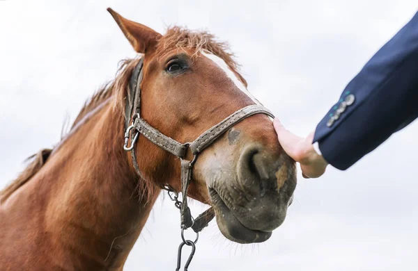 Hand Stroking Beautiful Head Horse Concept Kindness Friendship Care Animals — Stock Photo, Image
