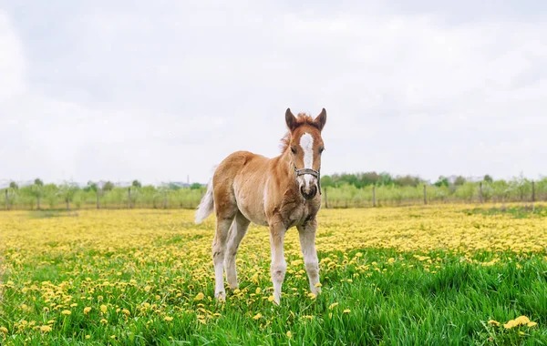 Horse Standing Field Dandelions Horse Nature — Stock Photo, Image
