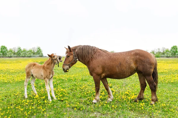 Two Horses Foal Mother Green Meadow Dandelions Portrait Fun Horses — Stock Photo, Image