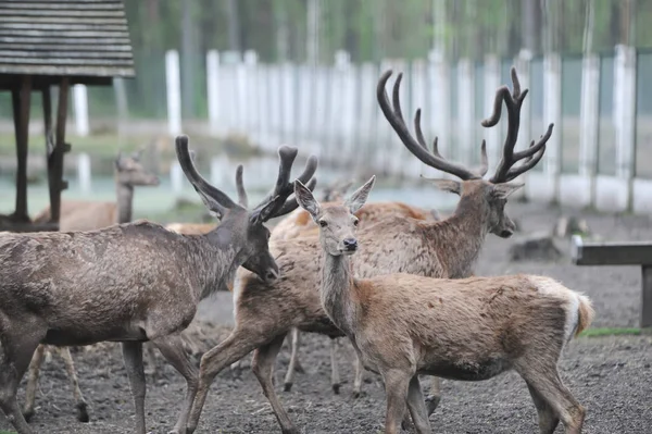 Troupeau Cerfs Vivant Dans Environnement Artificiel Dans Zoo Forêt Bialowieza — Photo