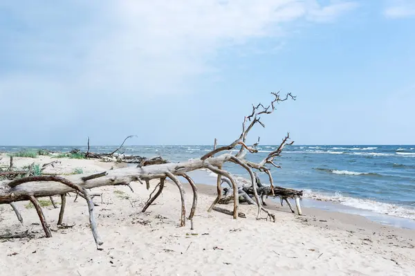 Árbol Seco Tendido Una Playa Del Mar Báltico Letonia Kolkasrags — Foto de Stock