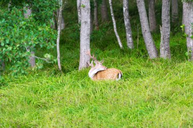 Ağaçların gölgesinde yatan tek alageyik
