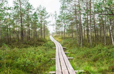 Panoramik Kemeri Milli Parkı, Letonya bataklıkta aracılığıyla bir yürüyüş yolu.