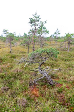 Letonya bataklıkta Kemeri üzerinde küçük yalnız çam. 