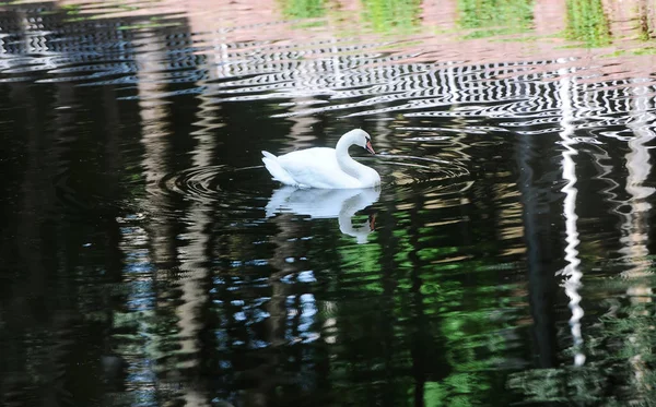 Ein Schöner Weißer Schwan Schwimmt Auf Einem Stillen See — Stockfoto