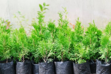 Bahçe Salonu. Mazı (bitki) ve ardıç tencere satışa sunulan bir dizi.