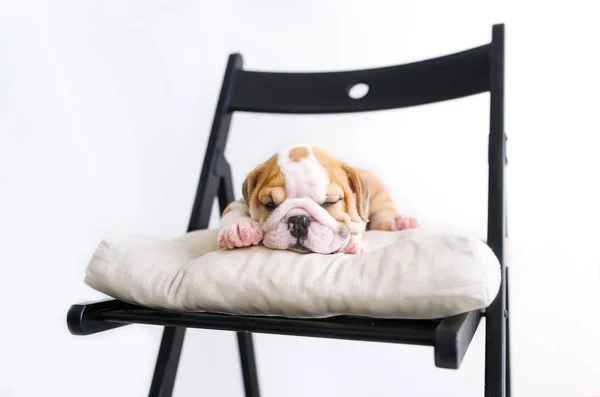 Cucciolo Englich Bulldog Sdraiato Sulla Sedia Con Cuscino Ritratto Primo — Foto Stock