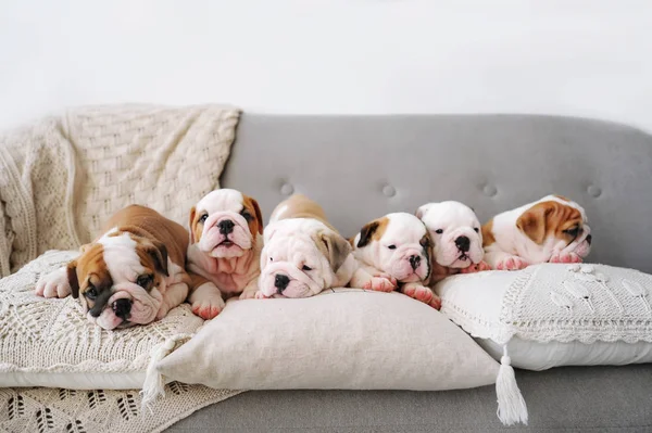 Seis Hermosos Cachorros Del Bulldog Inglés Encuentra Sofá Con Almohadas — Foto de Stock