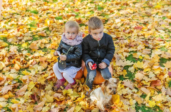 Little Children Dog Sitting Gold Foliage Autumn Park Horizontal Portrait — Stock Photo, Image