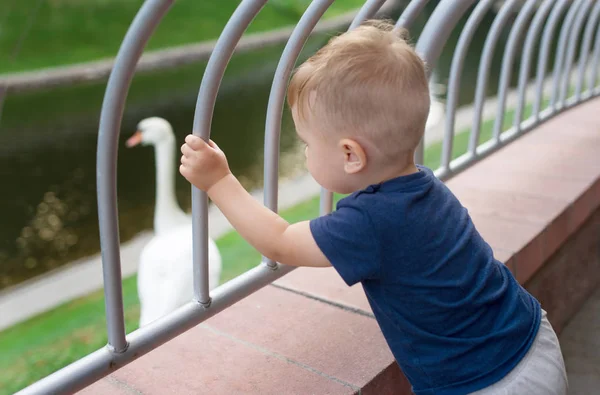 Little boy stands alone on bridge, seeing lake and swan.  Closeup portrait
