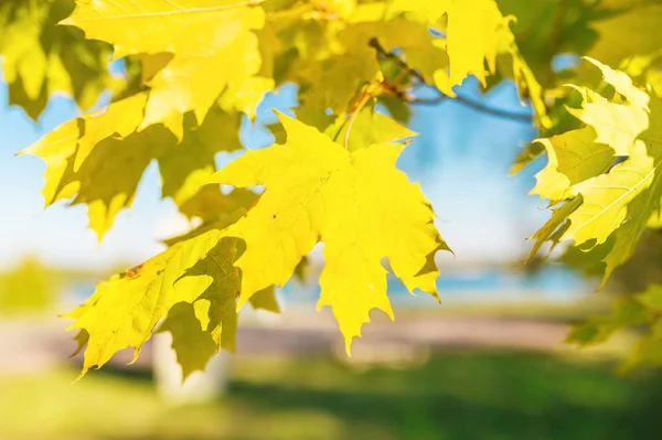 Nahaufnahme Auf Gelben Herbst Ahornblättern Der Herbstsonne — Stockfoto