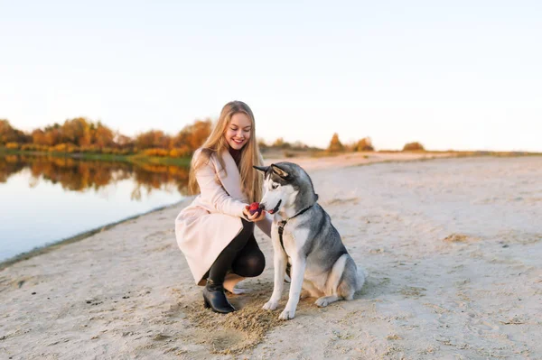 Tjej Leker Med Hund Älvstranden Vackra Husky Hunden Floden Hösten — Stockfoto