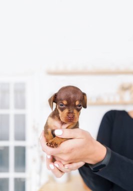 Onun kadın sahibi kapalı dikey portre elinde dachshund köpek