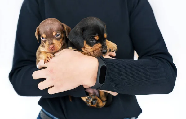 Two Small Puppies Dachshund Isolated Hands Its Female Owner — Stock Photo, Image