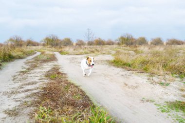 Komik çalışan köpek açık havada. Sonbaharda bir çayırda yol boyunca komik Jack russell terrier çalışır