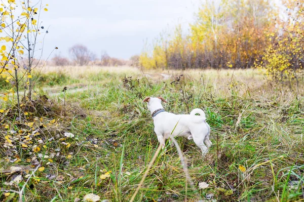 Dolce Cane Jack Russell Campo Erba Rilassato Piacevole Atmosfera Autunnale — Foto Stock