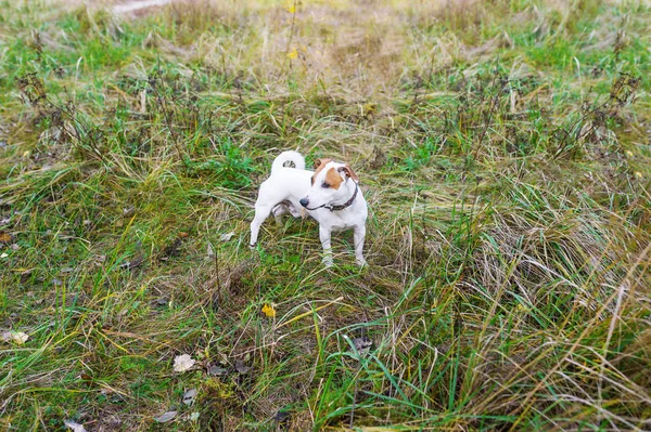 Kleiner Hund Auf Grünem Naturrasen Herbst — Stockfoto