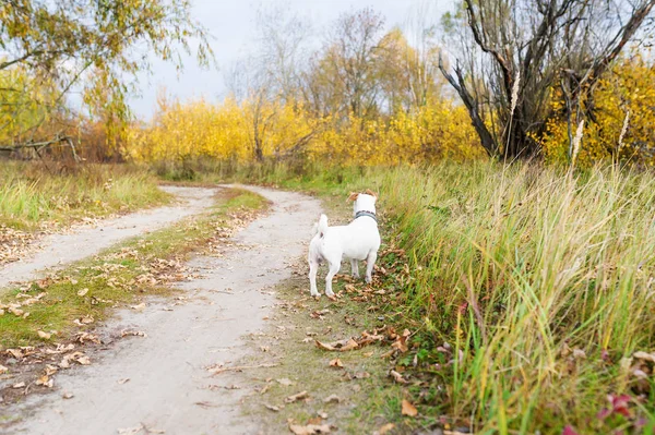 Sweet Jack Russell Chien Dans Champ Herbe Regarde Loin — Photo