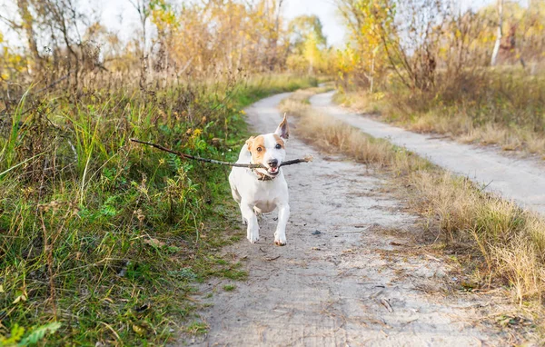 Köpek Doğurmak Jack Russell Sonbahar Yürüme Çalışır Dişlerini Bir Sopa — Stok fotoğraf